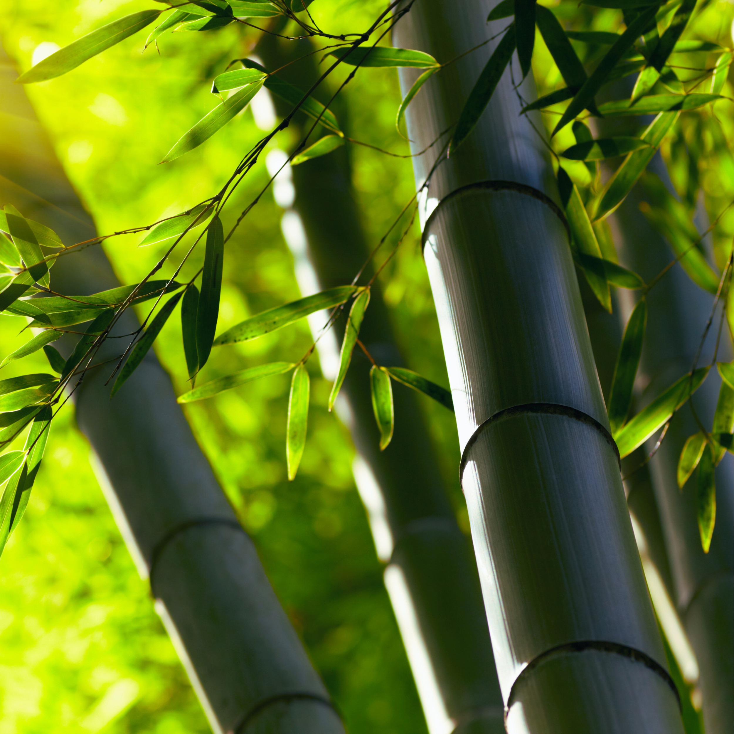 Close-up of green bamboo stalks with leaves