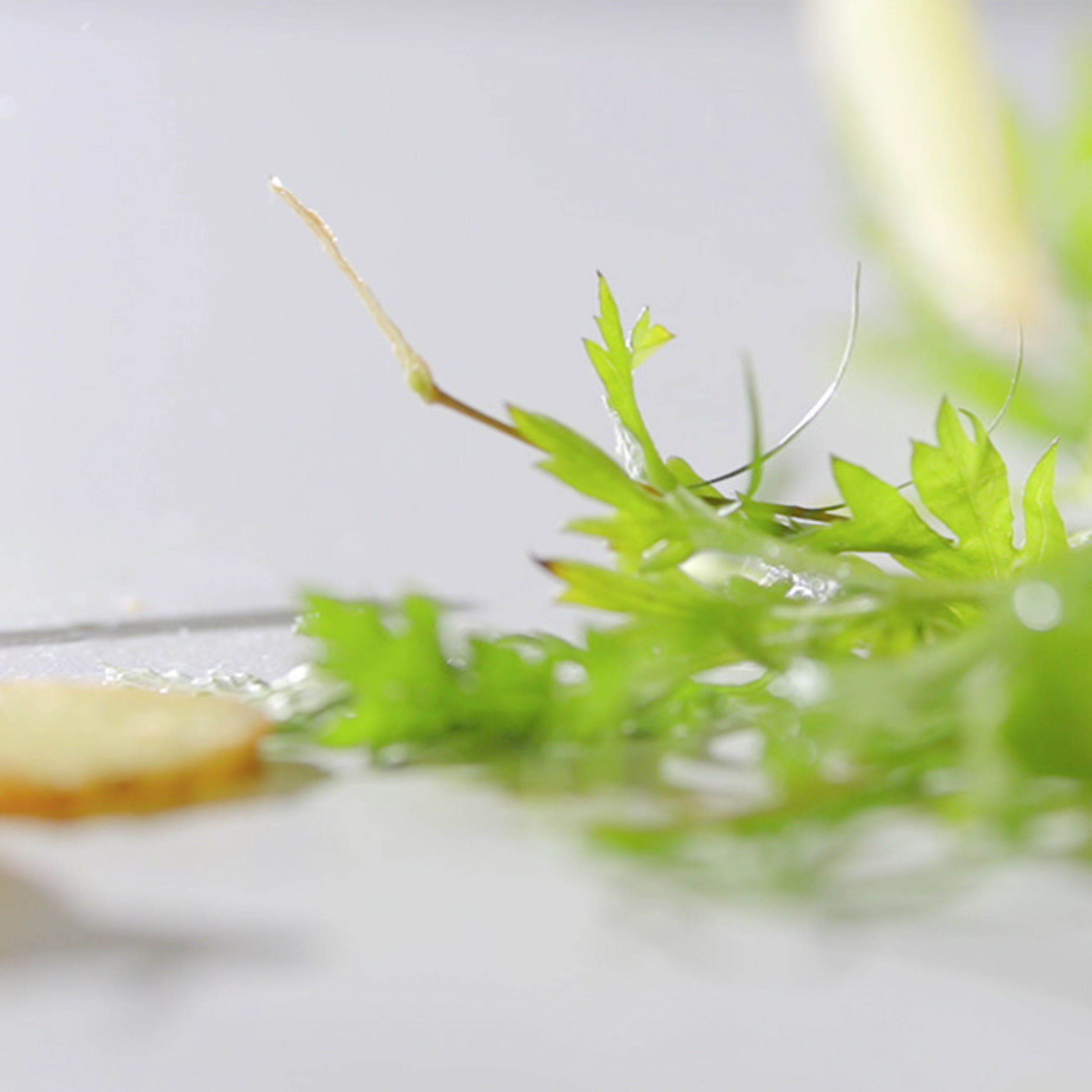 Close-up of green leaves on a blurred background