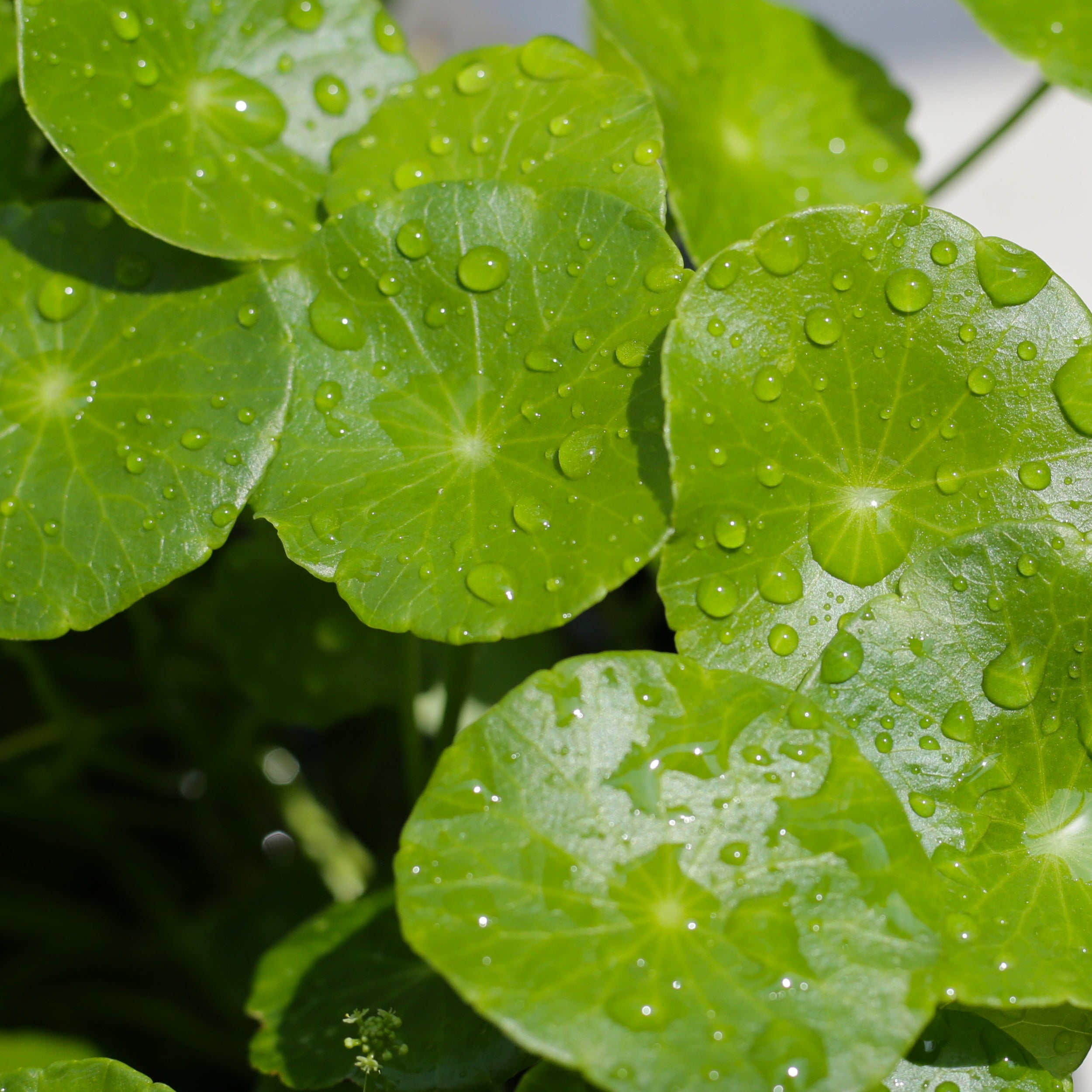 Close-up of green leaves with water droplets on a blurred background